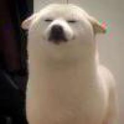 大脸猫
